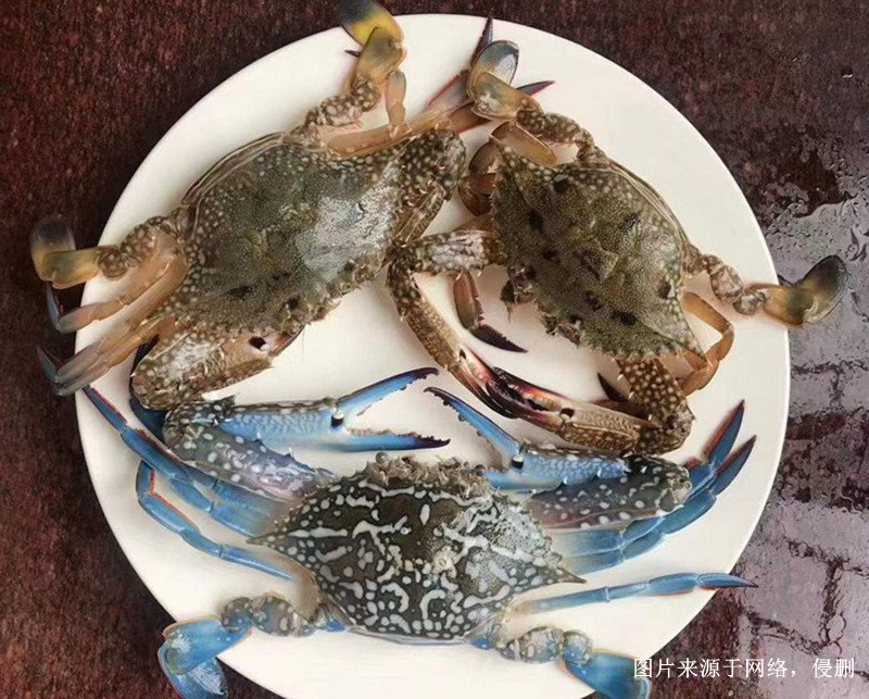 巴基斯坦到深圳進口冷凍螃蟹報關(guān)流程梭子蟹案例