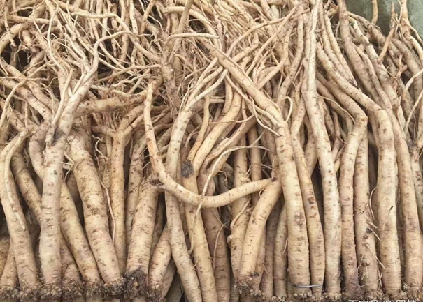 馬來西亞藥材進(jìn)口報(bào)關(guān)的流程手續(xù)很復(fù)雜么 馬來西亞藥材進(jìn)口報(bào)關(guān).jpg