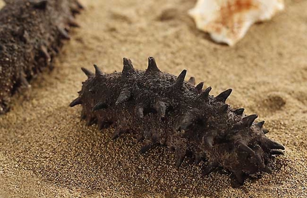 1635849381457769.jpg 進口海參報關(guān)代理要注意哪些事項_副本.jpg