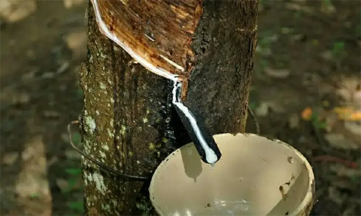 泰國天然乳膠報關(guān)公司專業(yè)處理天然乳膠通關(guān) 泰國天然乳膠報關(guān)公司 (2).png