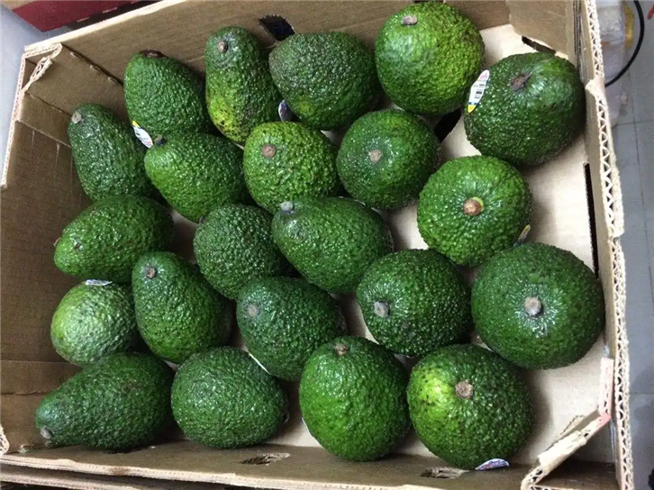 1656066377981146.png 進(jìn)口菲律賓牛油果報關(guān).png