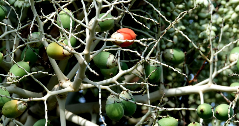 1676888255256456.png 廣州檳榔退運報關流程.png